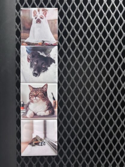 Four real Magnipix pet photo magnets on a magnetic surface